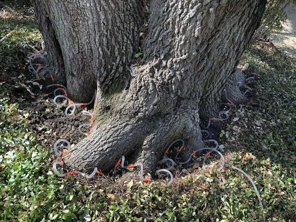 Detailed Tree Cabling and Bracing job site in Battle Creek