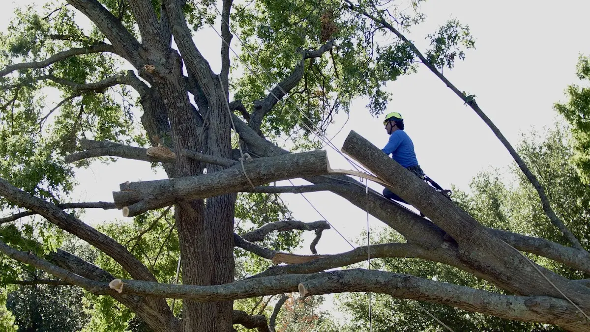 Professional Crown Thinning performed by certified arborists in Battle Creek