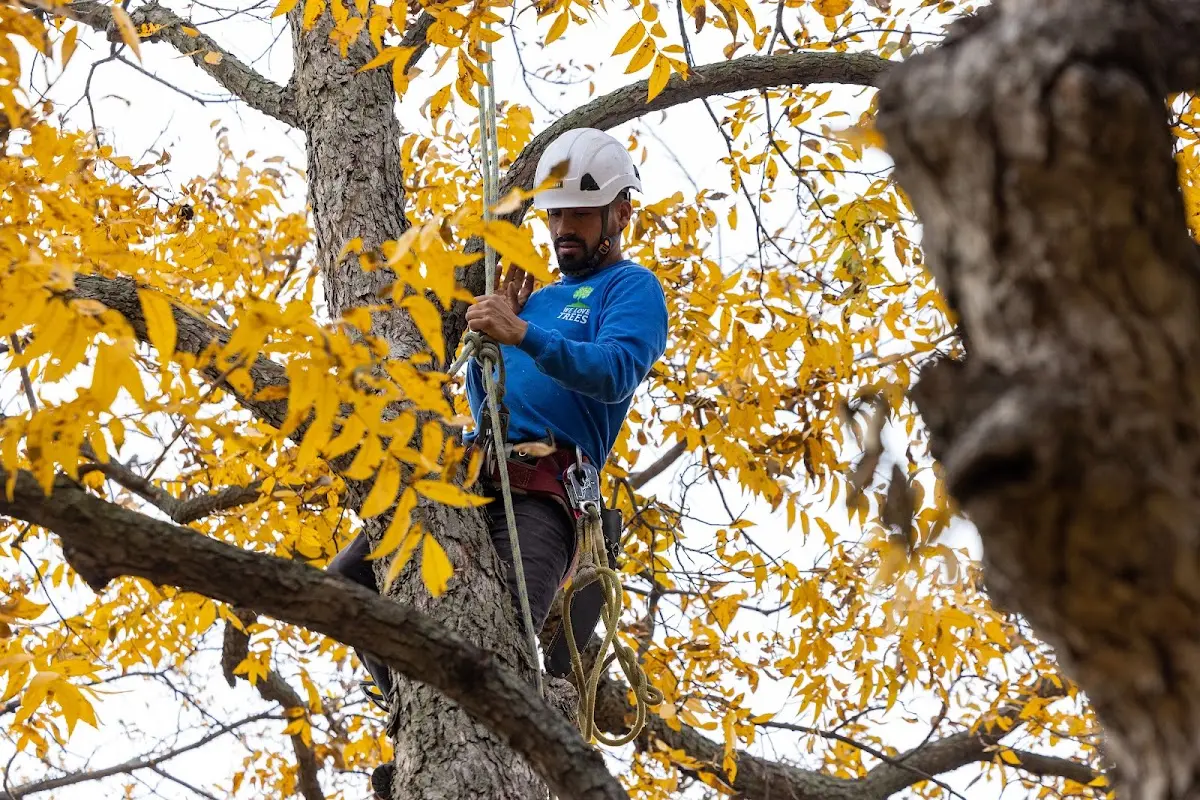 Skilled Tree Pruning crew working in Battle Creek